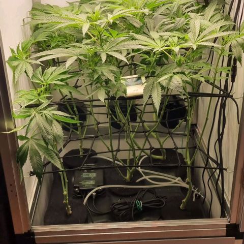 New Hope #1 growlog timeline photo