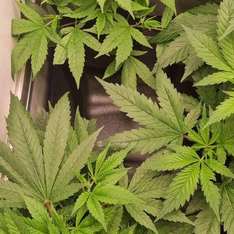 New Hope #1 growlog timeline photo
