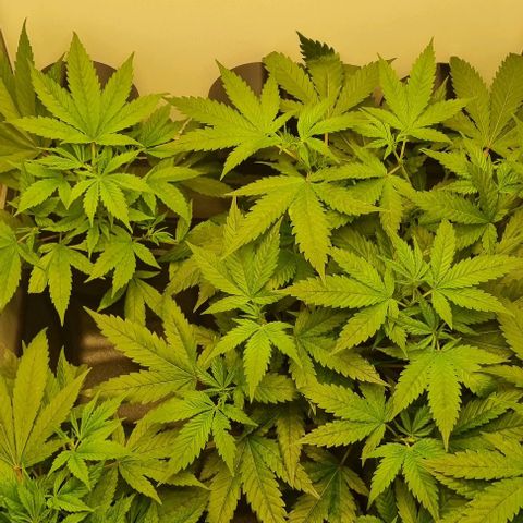 New Hope #1 growlog timeline photo