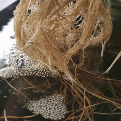 New Hope #1 growlog timeline photo
