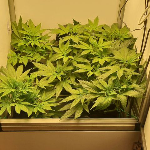 New Hope #1 growlog timeline photo