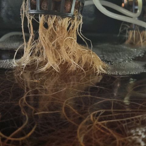 New Hope #1 growlog timeline photo