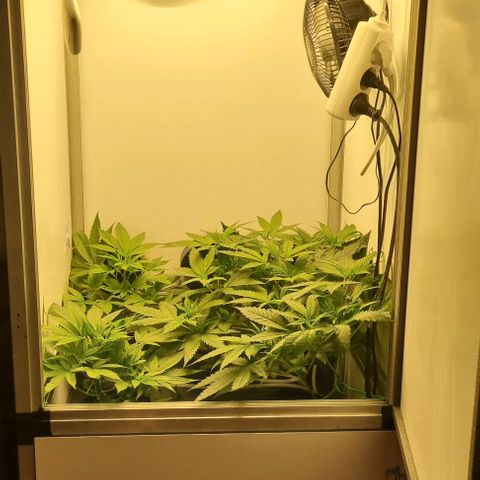 New Hope #1 growlog timeline photo