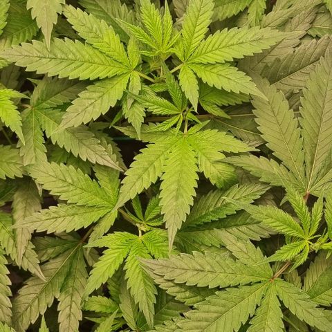 New Hope #1 growlog timeline photo