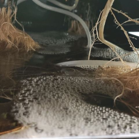 New Hope #1 growlog timeline photo