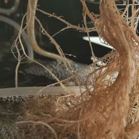 New Hope #1 growlog timeline photo
