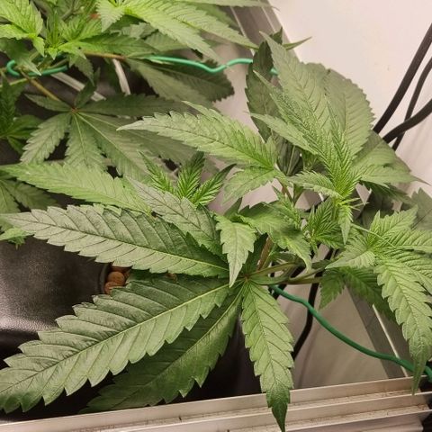New Hope #1 growlog timeline photo