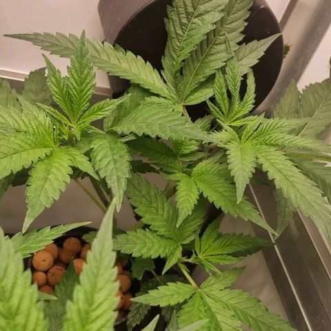 New Hope #1 growlog timeline photo