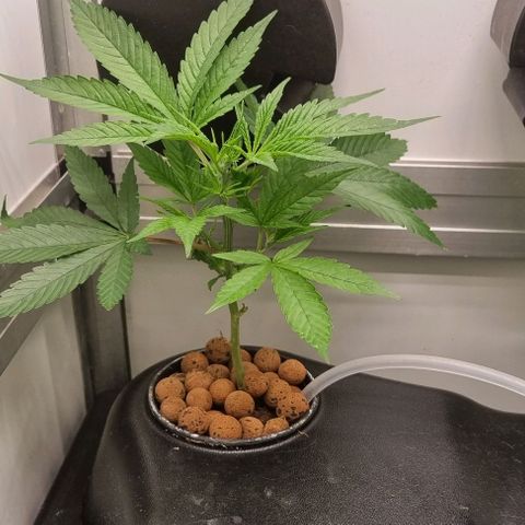 New Hope #1 growlog timeline photo
