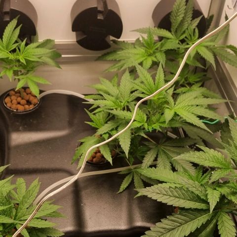 New Hope #1 growlog timeline photo