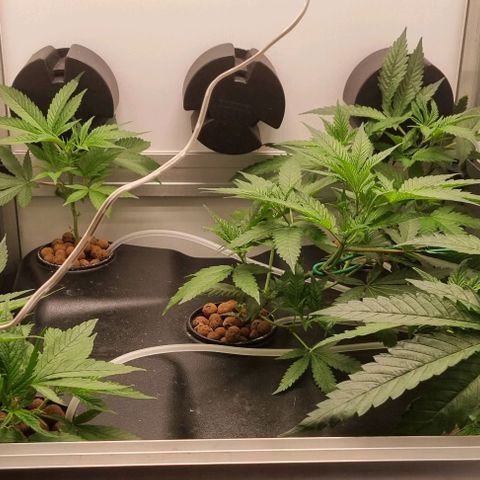New Hope #1 growlog timeline photo