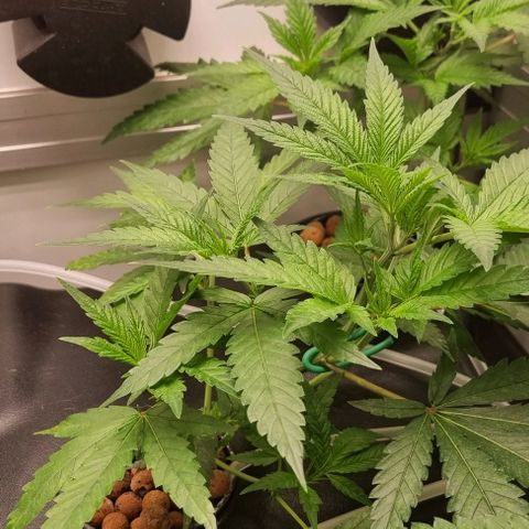 New Hope #1 growlog timeline photo