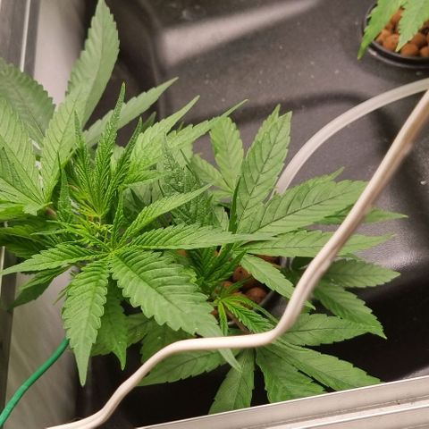 New Hope #1 growlog timeline photo