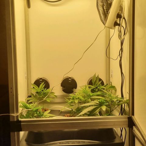 New Hope #1 growlog timeline photo