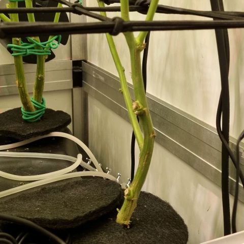 New Hope #1 growlog timeline photo