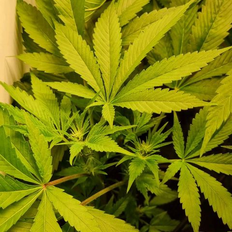 New Hope #1 growlog timeline photo