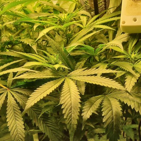 New Hope #1 growlog timeline photo