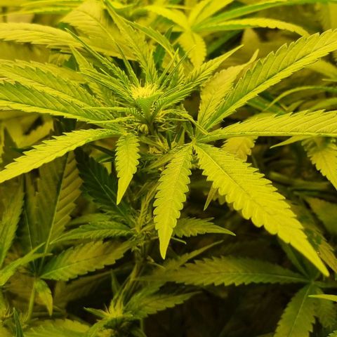 New Hope #1 growlog timeline photo