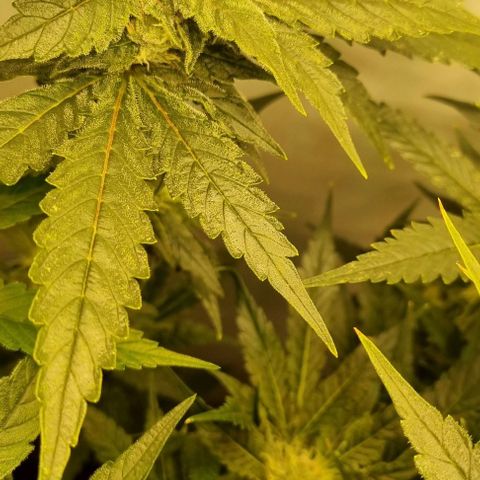 New Hope #1 growlog timeline photo