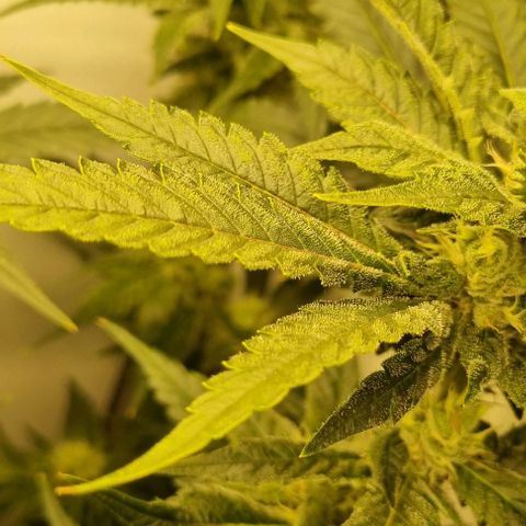 New Hope #1 growlog timeline photo