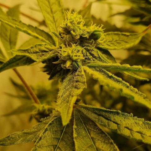 New Hope #1 growlog timeline photo