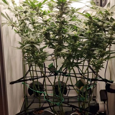 New Hope #1 growlog timeline photo