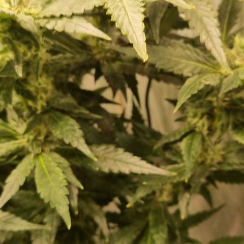 New Hope #1 growlog timeline photo