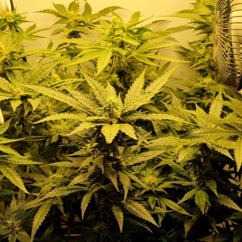 New Hope #1 growlog timeline photo