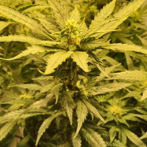 New Hope #1 growlog timeline photo
