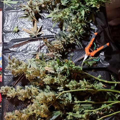 New Hope #1 growlog timeline photo