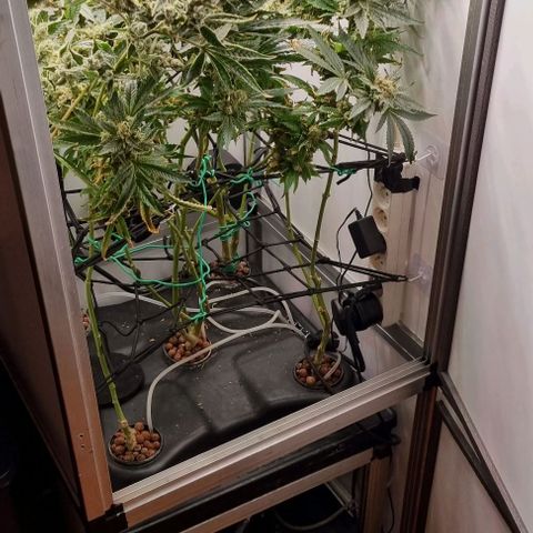 New Hope #1 growlog timeline photo