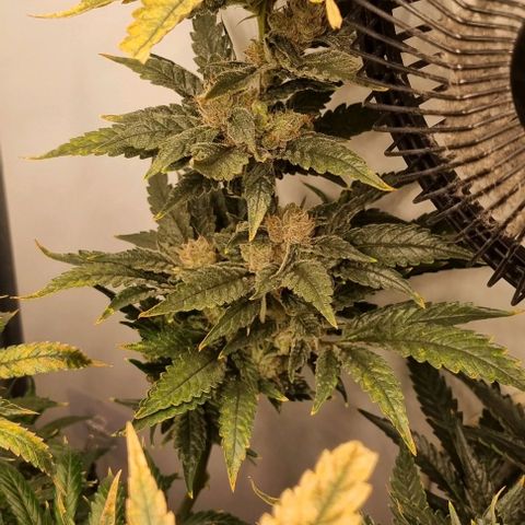 New Hope #1 growlog timeline photo