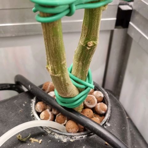 New Hope #1 growlog timeline photo
