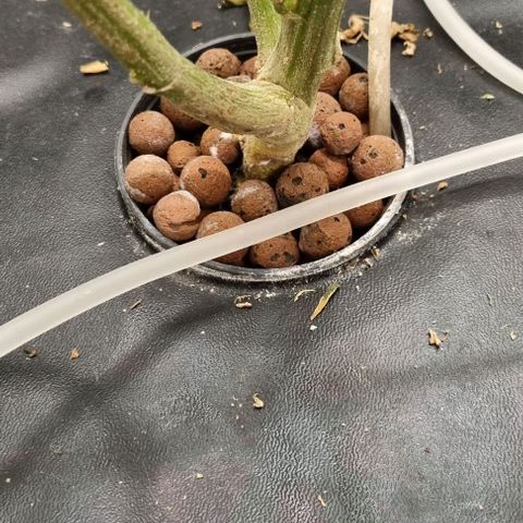 New Hope #1 growlog timeline photo