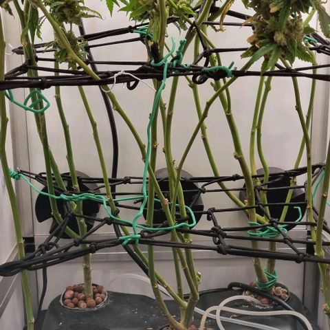 New Hope #1 growlog timeline photo