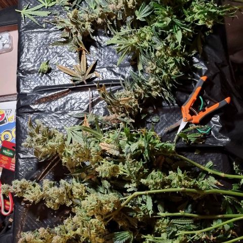 New Hope #1 growlog timeline photo