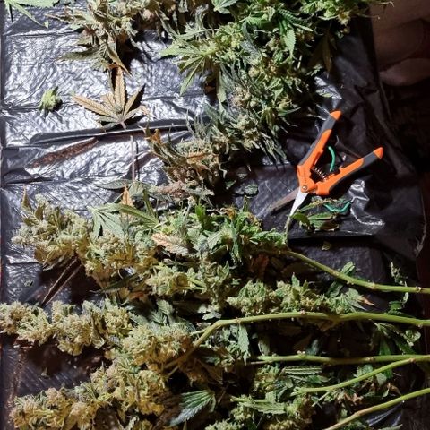 New Hope #1 growlog timeline photo