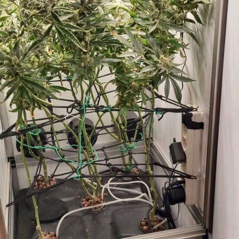 New Hope #1 growlog timeline photo