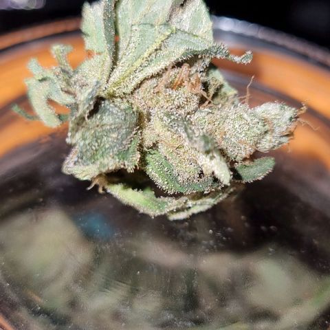New Hope #1 growlog photo: End