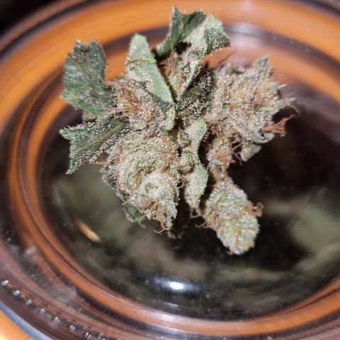 New Hope #1 growlog photo: End
