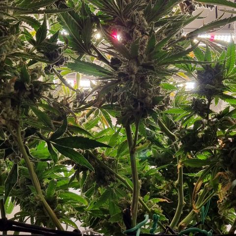 New Hope #1 growlog photo: End