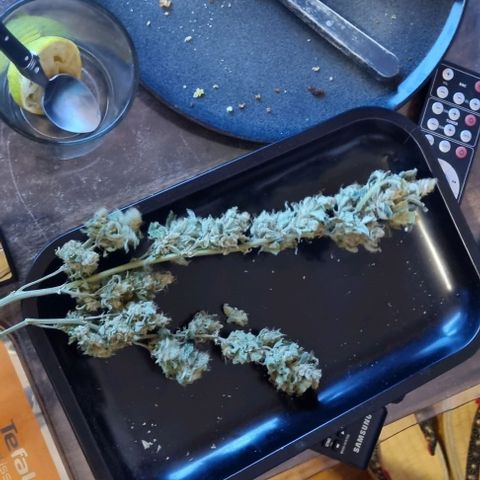 New Hope #1 growlog photo: End