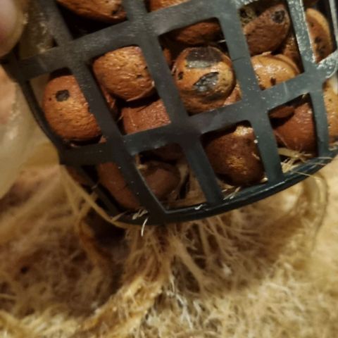 New Hope #1 growlog photo: End