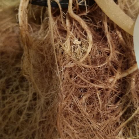 New Hope #1 growlog photo: End