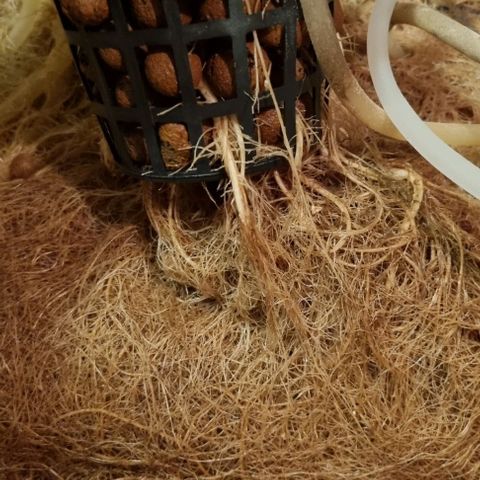 New Hope #1 growlog photo: End