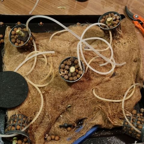 New Hope #1 growlog photo: End