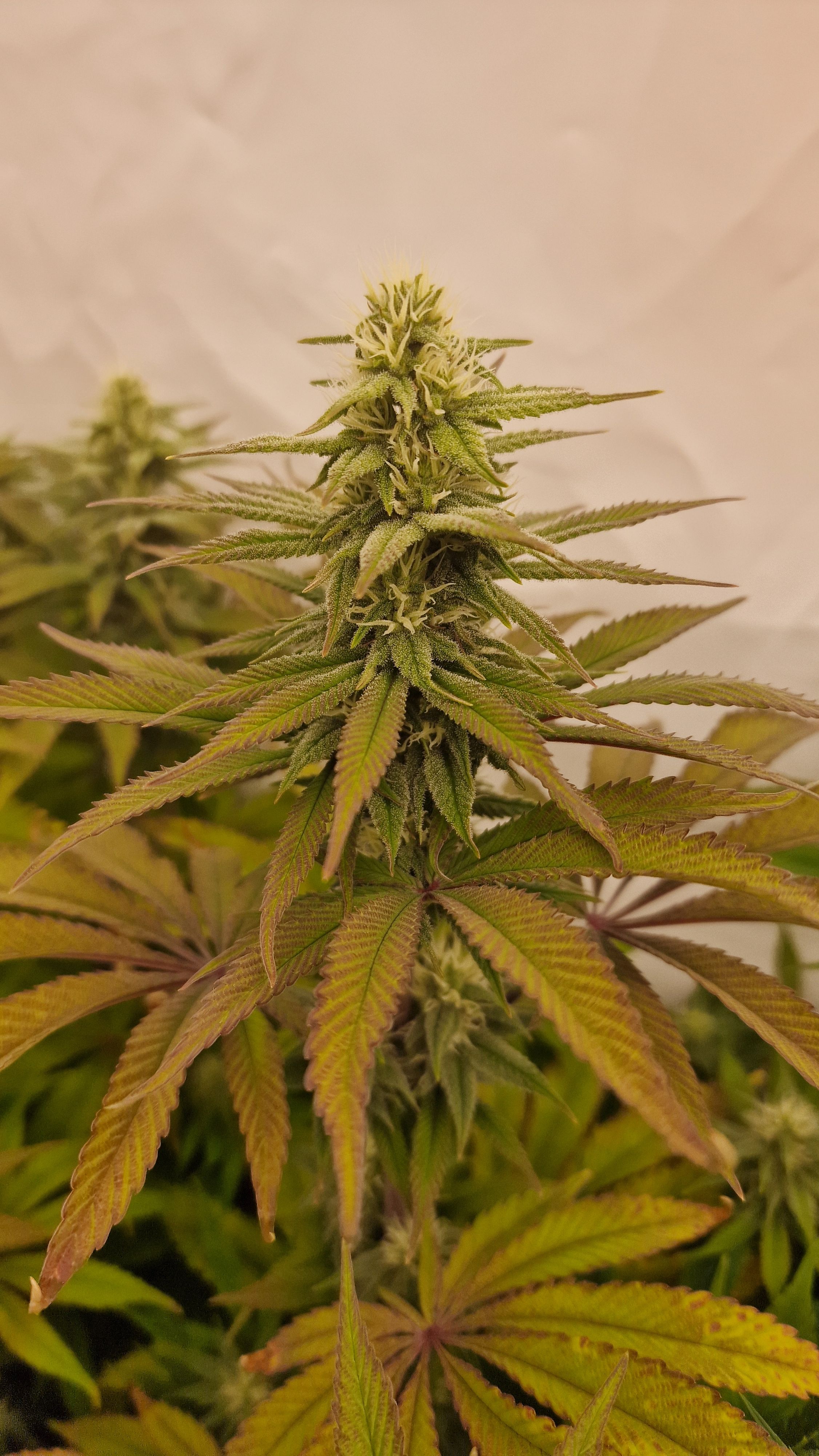 Special Queen #1 growlog header