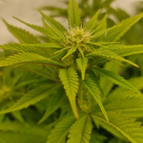 Special Queen #1 growlog photo