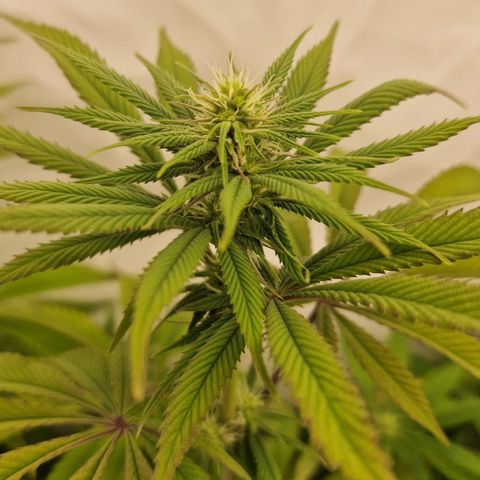 Special Queen #1 growlog photo