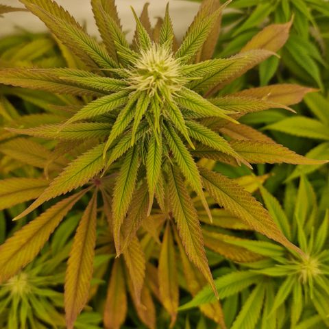 Special Queen #1 growlog timeline photo